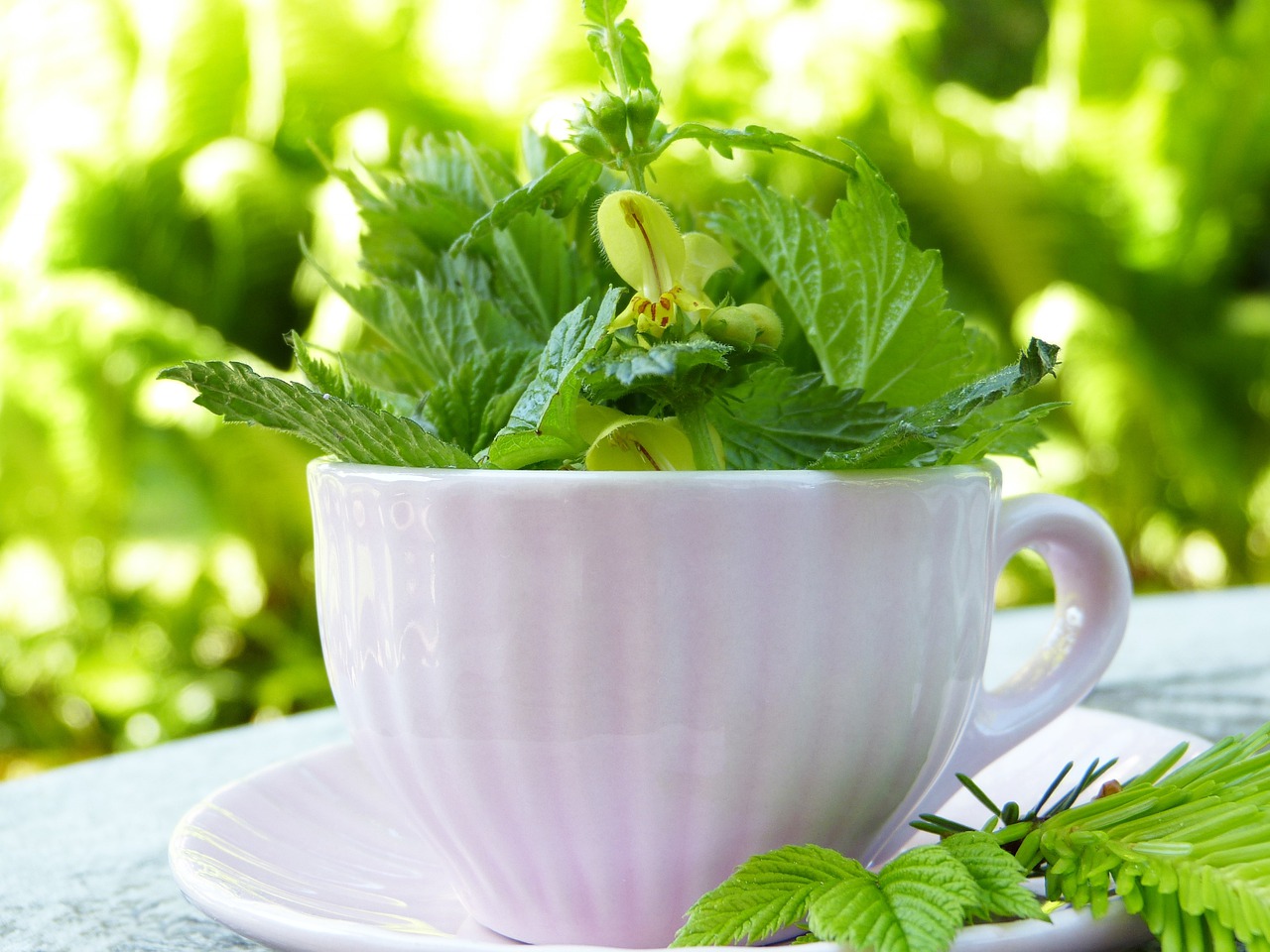 cup, herbs, teacup-5145040.jpg